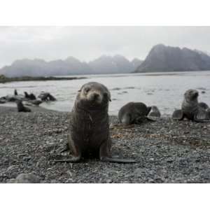  Southern Fur Seal Pups, Arctocephalus Gazella, on a Rocky 