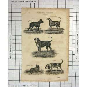  1823 NATURE DOGS BULL DALMATION MASTIFF SHEPHERD BEAGLE 