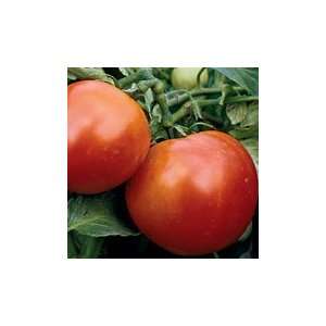  Burbank Red Slicing Tomato  Pack: Everything Else