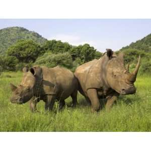  White Rhino, with Calf in Pilanesberg Game Reserve, South 