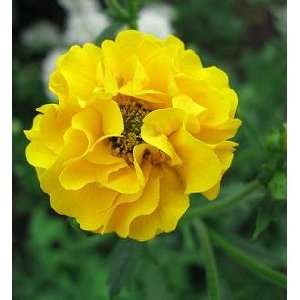  Lady Stratheden Avens Perennial   4 Plants   Geum: Patio 