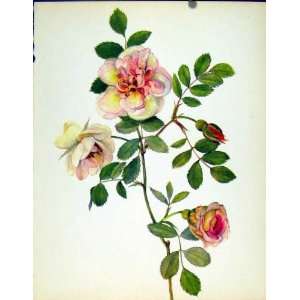  J Kaplick Beautiful Roses Old Print Joanna Hill C1965 