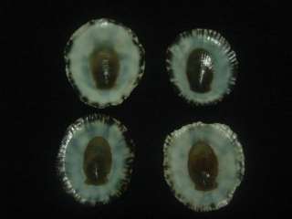 Patella species, 17   18 mm, F++/GEM  