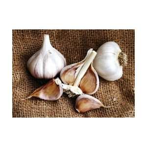  Garlic Asiatic   Asian Tempest Organic Seed: Patio, Lawn 
