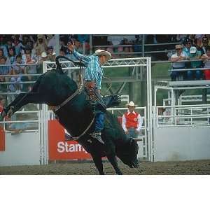  Bull Riding 258 75011M Wall Mural: Home & Kitchen