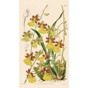  Curtis 1840 Antique Print of the Mrs. Wrays Oncidium 