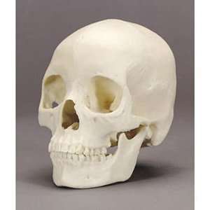 Bone Clones(r) Human Female Skull  Industrial & Scientific