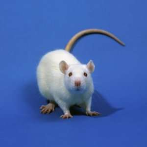 com White Laboratory Rat, Sprague Dawley Variety, a Common Laboratory 