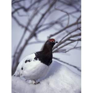 Willow Ptarmigan Perching in Willow Thicket, Denali National Park 