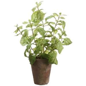  16 Basil in Clay Pot Green (Pack of 4)
