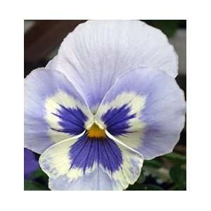  Cloud Nine Pansy Seed Pack: Patio, Lawn & Garden