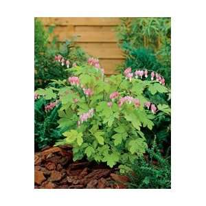  Bleeding Heart   Goldheart Perennial Flower Patio, Lawn 