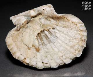 FOSSIL GIANT SCALLOP SHELL VIRGINIA FOSSILS MINERALS ROCKS FOSSILIZED 