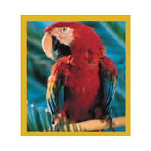   Bookmark Multi Colored Bird Macaw Red Scarlet Macaw 