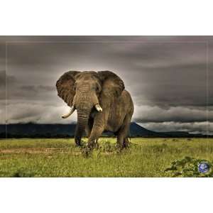  African Majesty Elephant Scenic Travel Photography Animal 