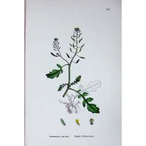  Botany Plants C1902 Marsh Yellow Cress Nasturtium