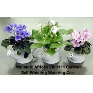 Miniature Violet in Self Watering Ceramic Watercan 