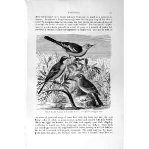   HISTORY 1894 95 WAGTAIL MEADOW PIPIT BIRD PRINT