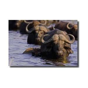  Wading African Buffalo Giclee Print
