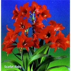  Mini Scarlet Baby Amaryllis 1 Bulb   Brilliant Scarlet 