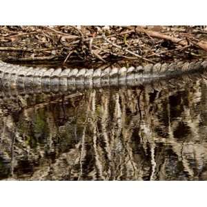 American Alligator Surfacing from a Pond, Sanibel Island, Florida 