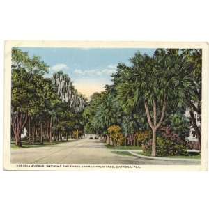 1920s Vintage Postcard Volusia Avenue, showing the Three Branch Palm 