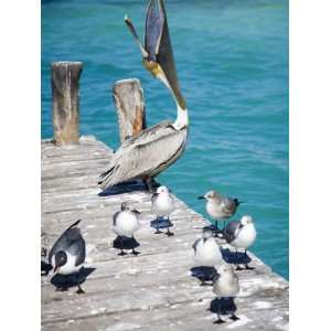  Pelican, Isla Mujeres, Quintana Roo, Mexico Photographic 
