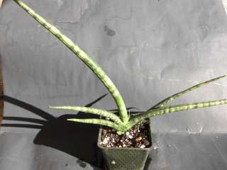 Sansevieria Cylindrical snake plant~African spear plant  