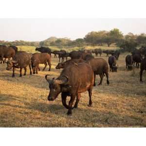  Group of African Buffalo, Mala Mala Game Reserve, Sabi 