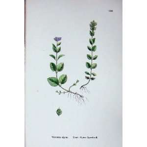   Sowerby Plants C1902 Erect Alpine Speedwell Veronica