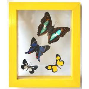  Yellow Framed Butterfly Art with 4 Mounted Butterflies 