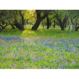 Dusk Through Oak Trees, Field of Texas Blue Bonnets and Phlox, Devine 