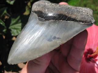 15/16 MEGALODON SHARK Tooth Fossil VENICE Florida USA  