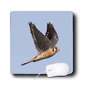  VWPics Birds   American Kestrel in flight.(Falco 