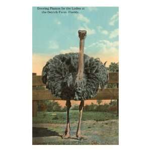    Ostrich, Florida Premium Giclee Poster Print, 12x16
