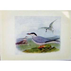    Birds Of Britain By Dresser Color Print Common Tern