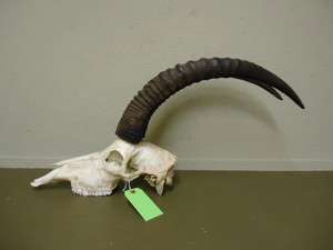 Roan Antelope horns/skull/antlers/taxidermy/Africa/hunting/lodge  home 