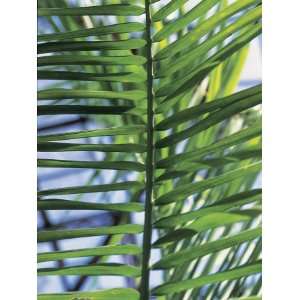  Close Up of Betel Palm Leaves (Areca Catechu) Photographic 