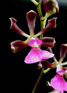 Encyclia cordigera (Chocolate Fragrance) Orchid Plant  