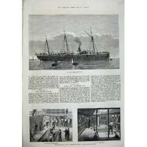  1876 Troop Ship Assistance Horses Transport Stable Deck 