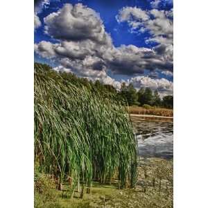  Reeds on A Campground Lake Landscape Photograph 