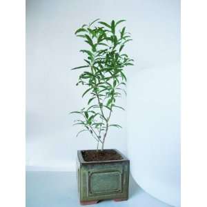   Dwarf Pomegranate Mame Bonsai Great Fruiting Plant With Ceramic Pot