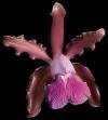 Orchid plant CATTLEYA ELONGATA species FRAGRANT beauty  