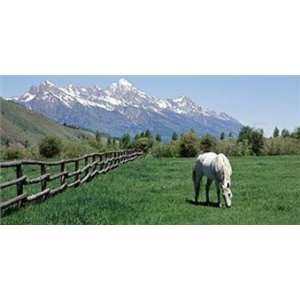 Horse Pasture Giant Wall Mural