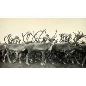 1943 Print Kidluit Bay Canada Reindeer Herd Wildlife Canadian Wild 