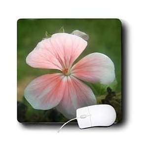     Pretty White And Pink Geranium Close up   Mouse Pads: Electronics