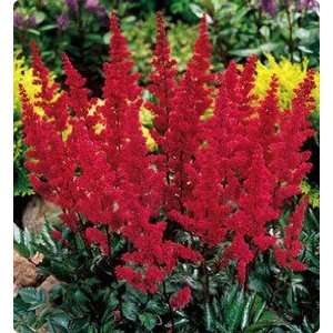  1 Astilbe Spinell root Patio, Lawn & Garden