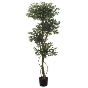  5 Multi Head Mini Ficus Tree W/1188 Lvs. in Plastic Pot 