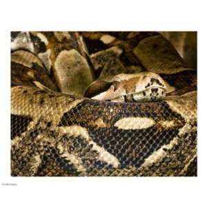  Boa Constrictor 10.00 x 8.00 Poster Print