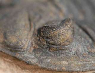 Fossil Trilobite, Metacanthina, from Morocco  